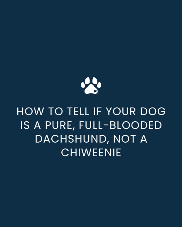 dachshund-full-blooded-how-to-tell-if-your-dog-is-pure-dachshund-not-a-chiweenie