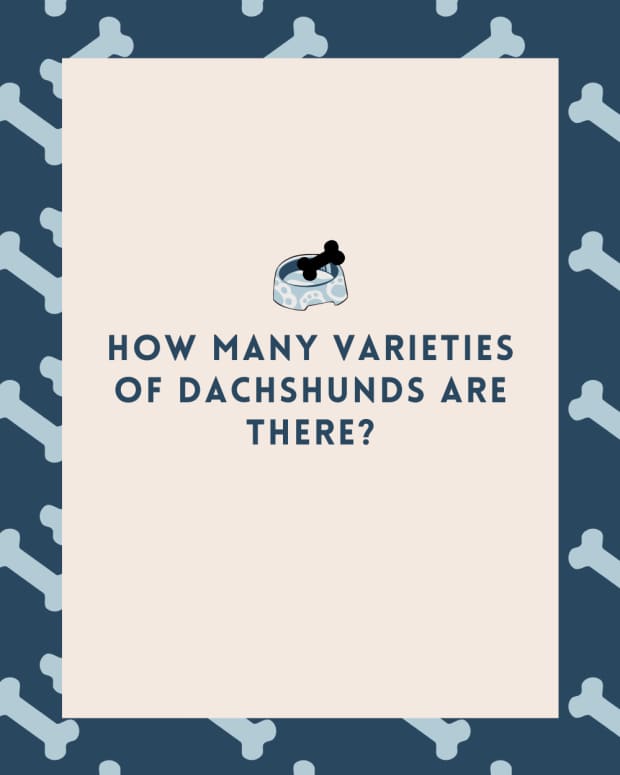 the-many-coats-of-dachshunds