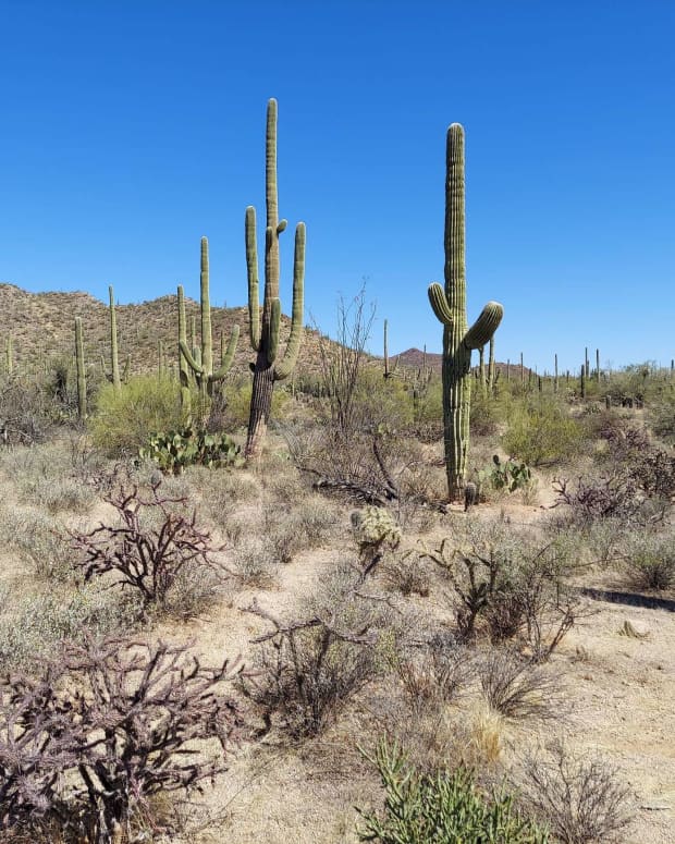 walking-in-the-land-of-giant-cactus