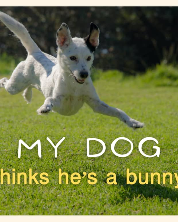 what-causes-a-bunny-hopping-gait-in-dogs