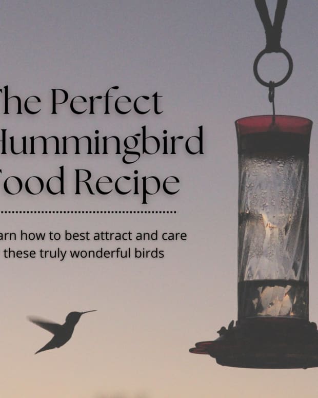 hummingbird-food-recipes-2