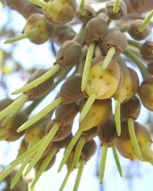 pearls-fall-under-the-mahua-tree