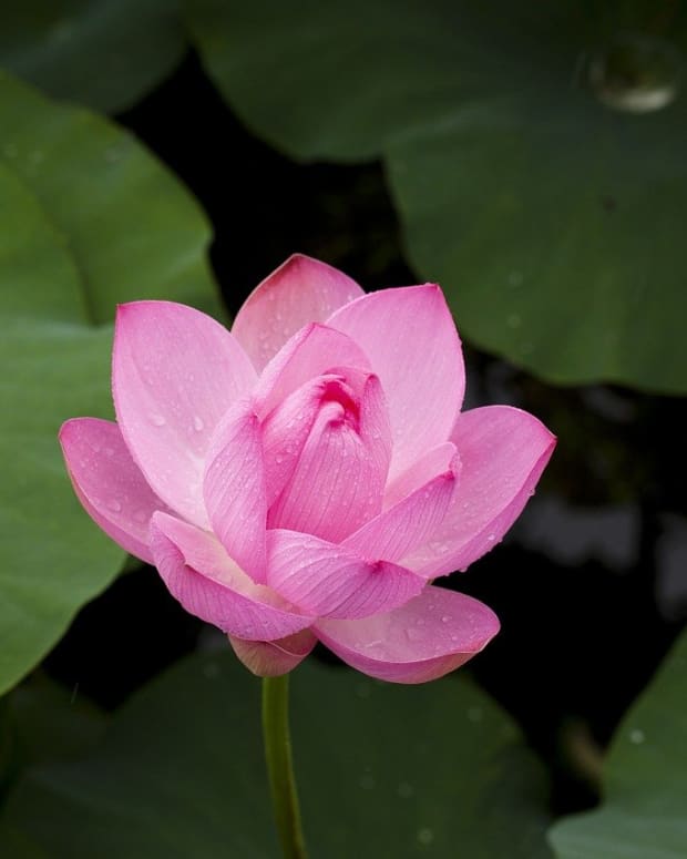 live-just-like-the-lotus