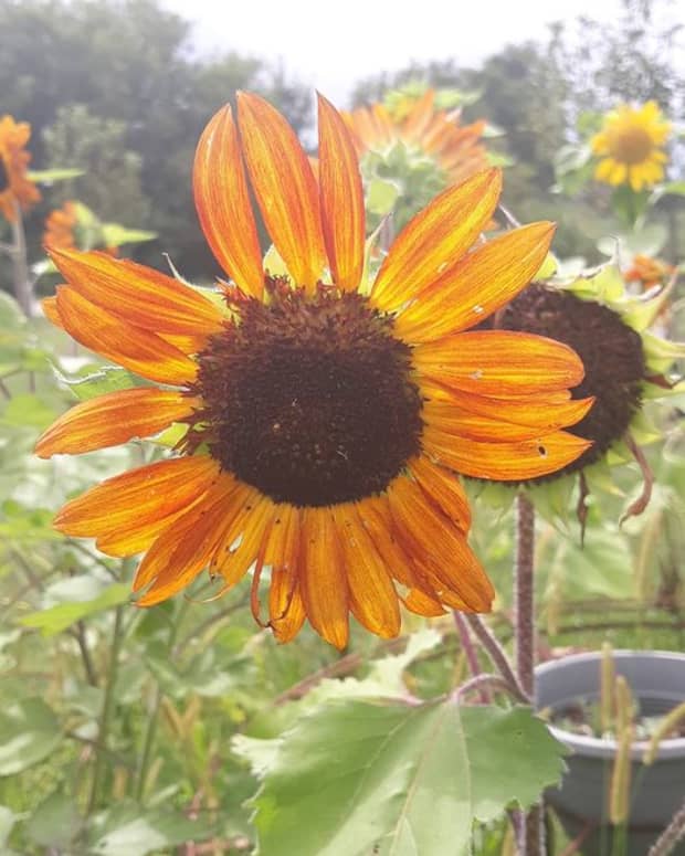little-sunflower