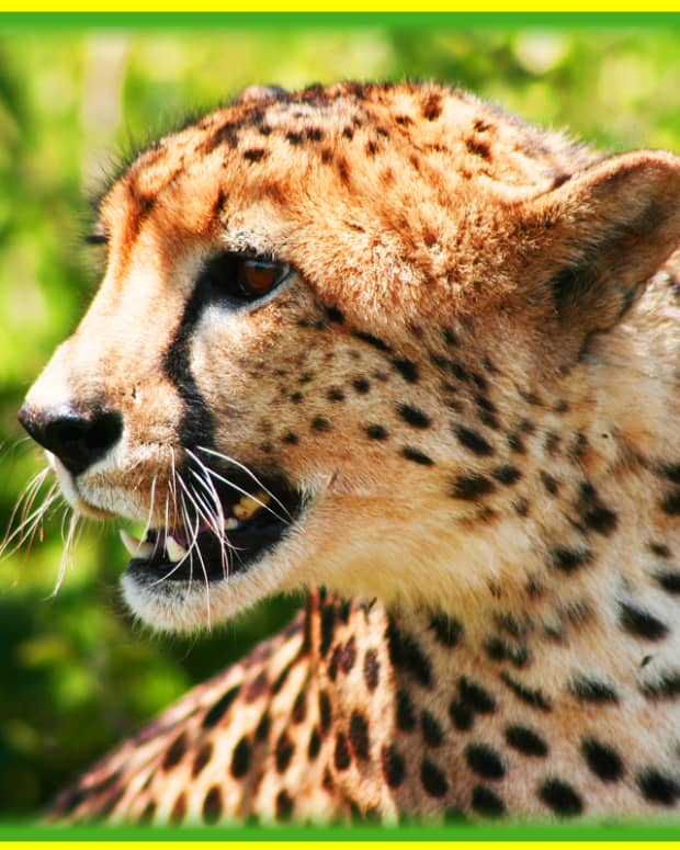 Facts about Cheetah Adaptations : Camouflage Survival in the Savannah -  HubPages