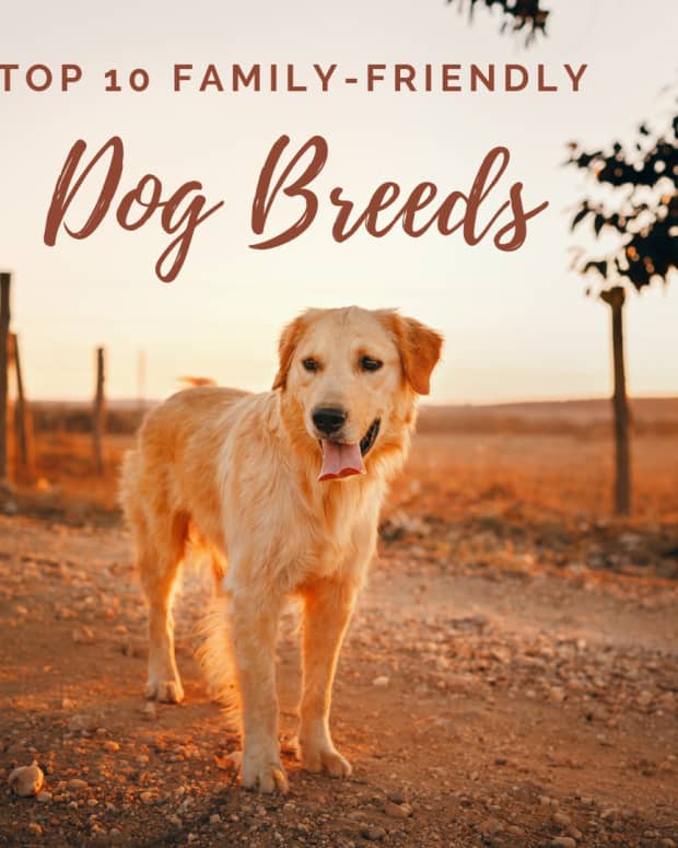 top-10-dog-breeds-for-families