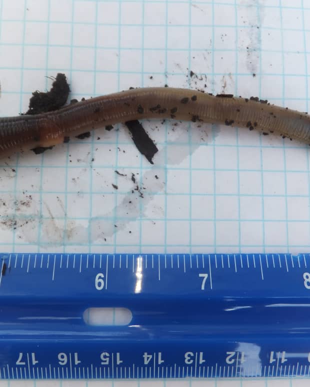 Identifying The African Nightcrawler Composting Worm - Dengarden