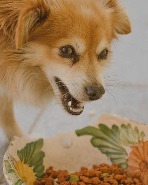 How to Stop a Dog From Barking in the Morning PetHelpful