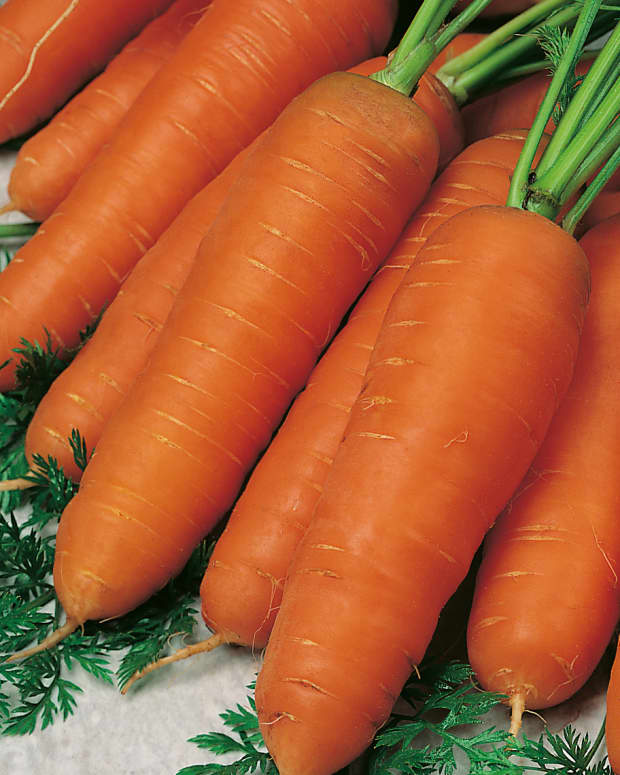 everything-you-need-to-know-about-carrots-the-perfect-health-food