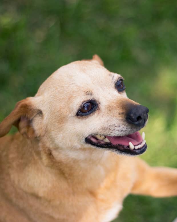 how to keep dog from soiling carpet