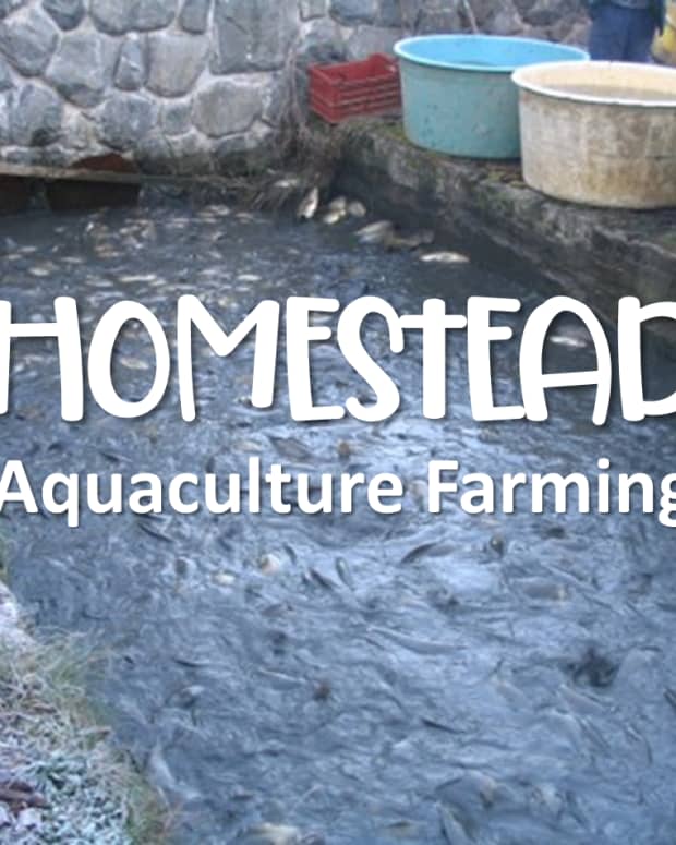 aquaculture-fish_farming-for-the-sustenance-of-a-healthy-fish-diet