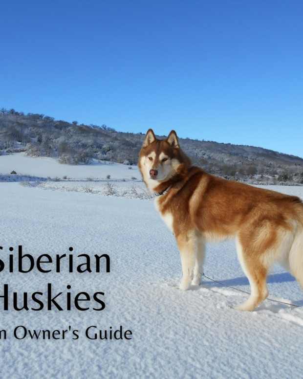 Can Rabbits Wear Clothes? PetHelpful