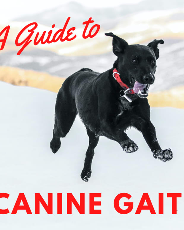 a-guide-to-understanding-dog-gait