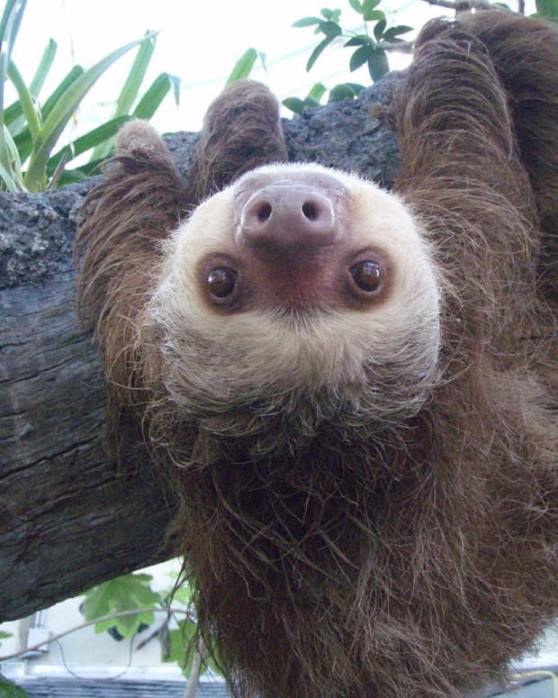 sloth-saves-the-day