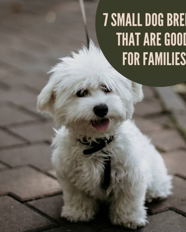 small-dog-breeds-good-with-families