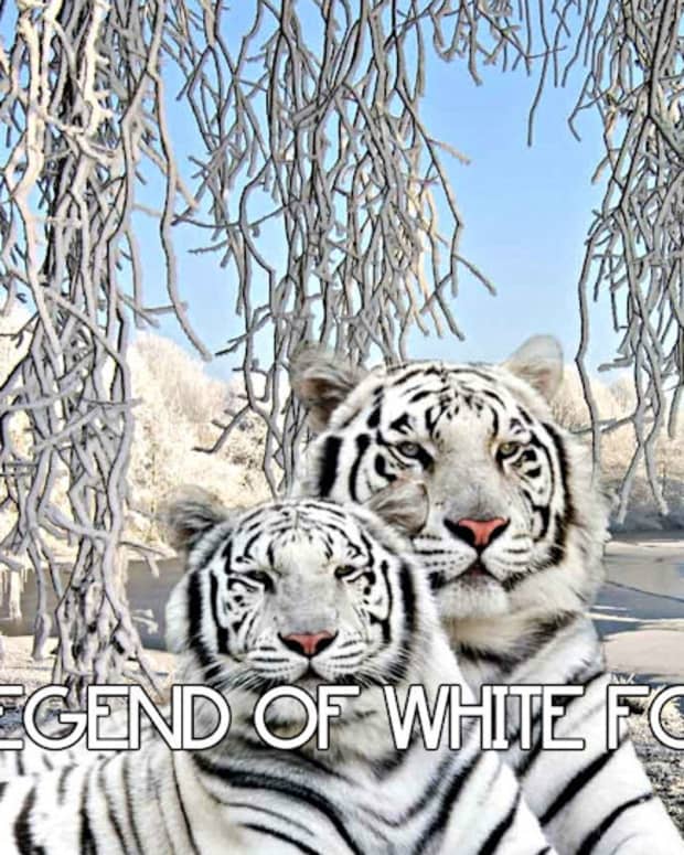the-legend-of-white-forest-10