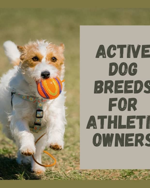 five-great-active-dog-breeds