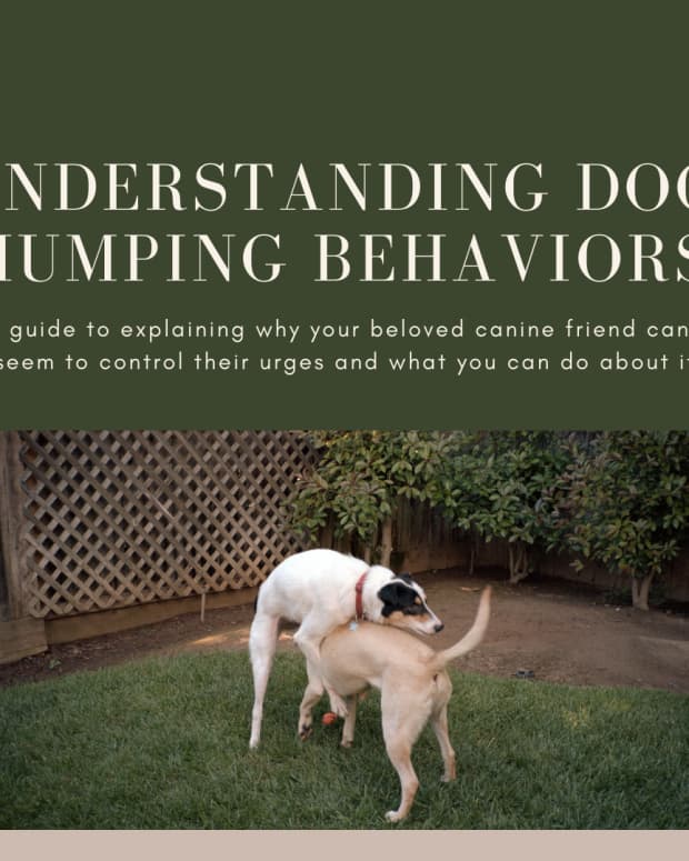 A Guide to Dog Behavior Modification Techniques and Terms - PetHelpful