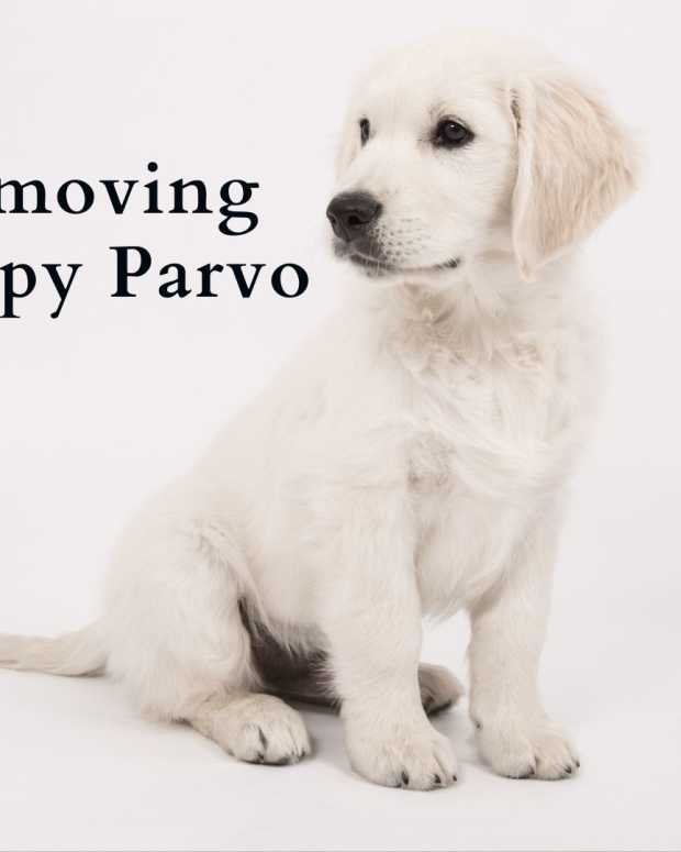 How to Stop an OffLeash Dog From Approaching Your Dog PetHelpful