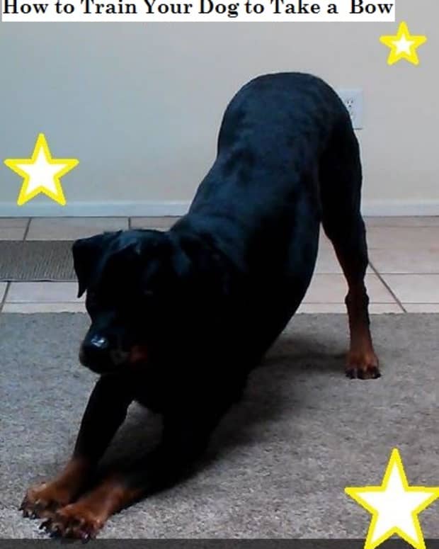 how-to-train-a-dog-to-bow