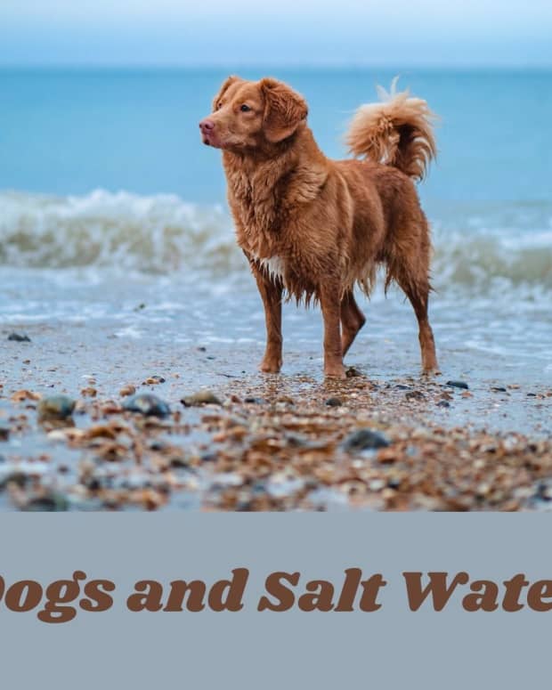 the-effects-of-salt-water-on-dogs