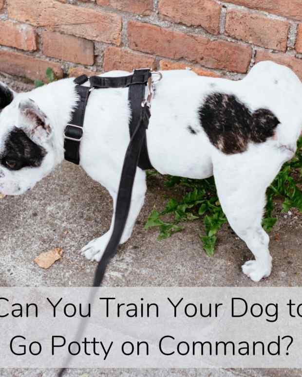 How to Litter Box Train a Stray Kitten PetHelpful