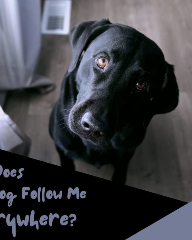 how-to-stop-a-dog-from-following-you-everywhere