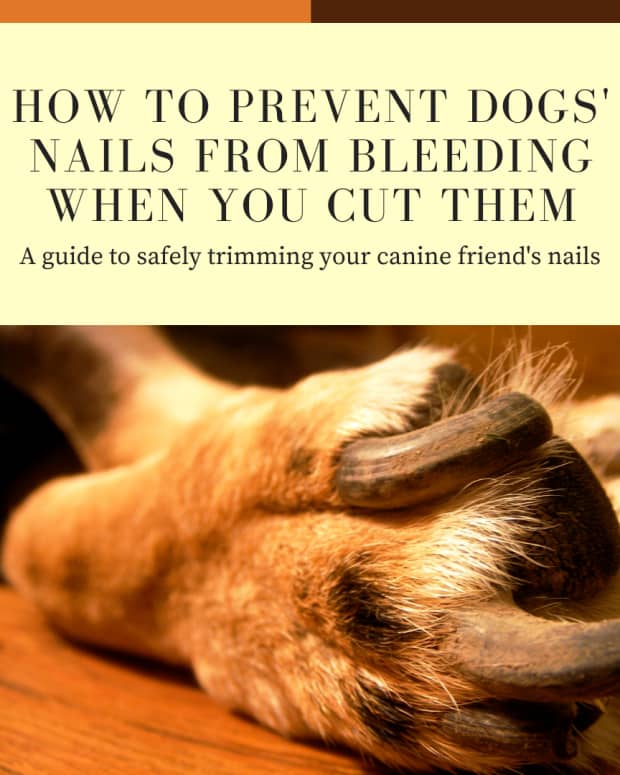 How to Relax Anxious Dogs - PetHelpful