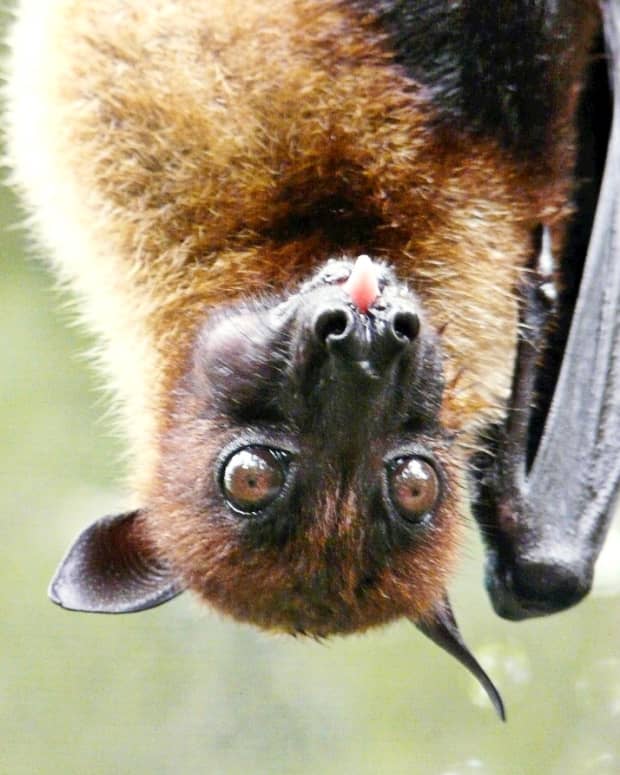 flying-foxes-of-asia-fascinating-bats