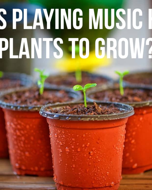 playing-music-to-help-plants-grow