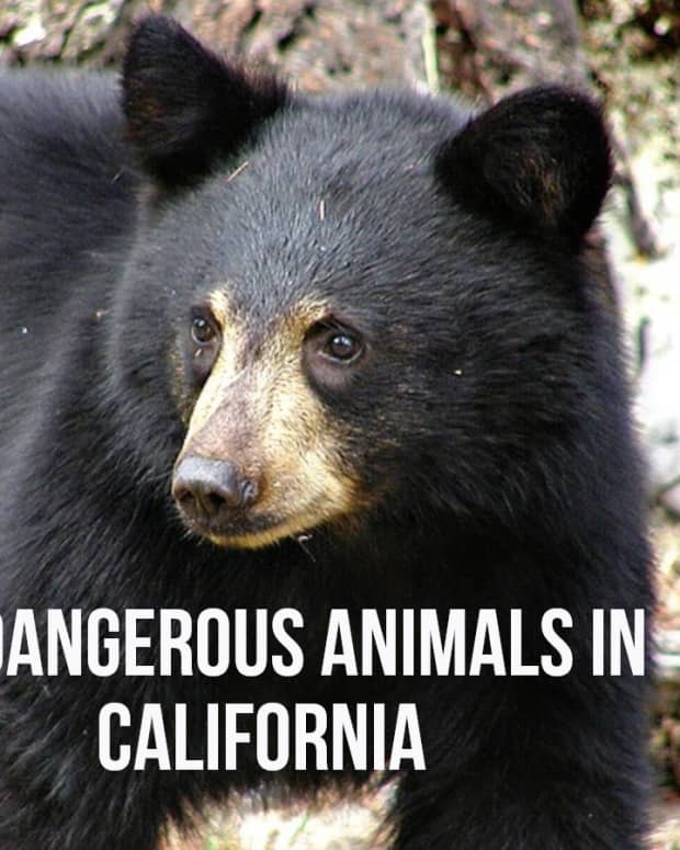top-10-most-dangerous-animals-in-california