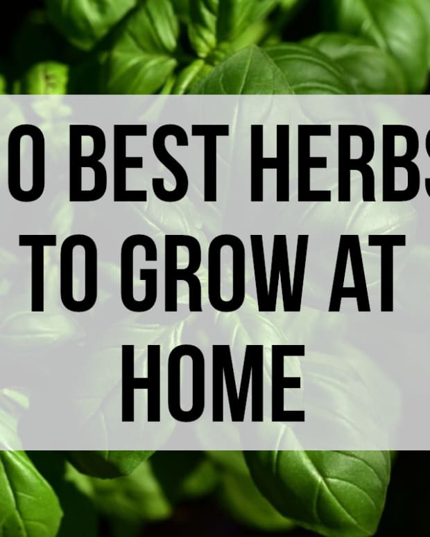 best-herbs-to-grow-indoors