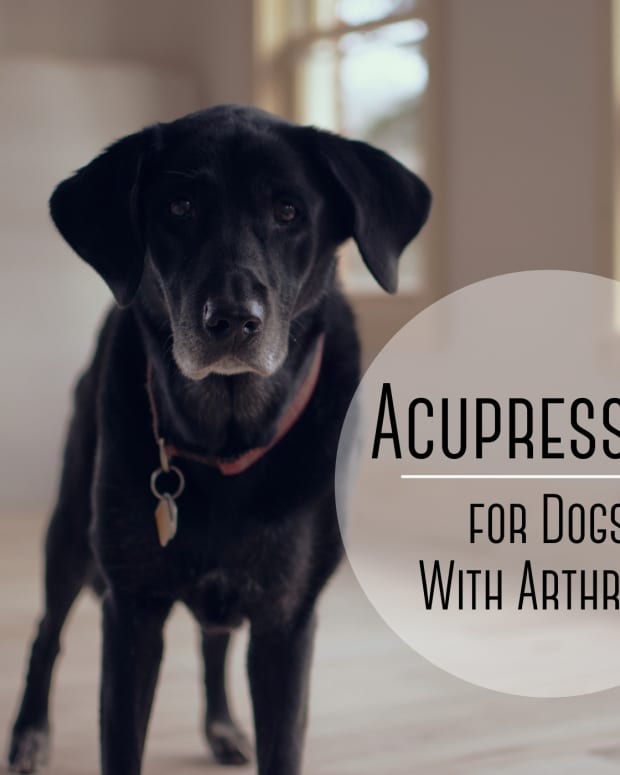 natural-dog-health-acupressure