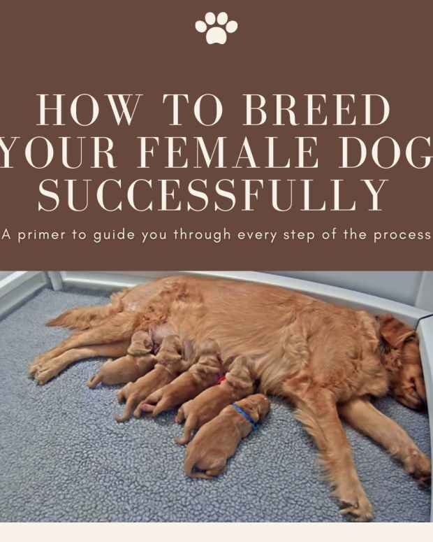 How to Settle Your Dog's Tummy Ache at Home PetHelpful