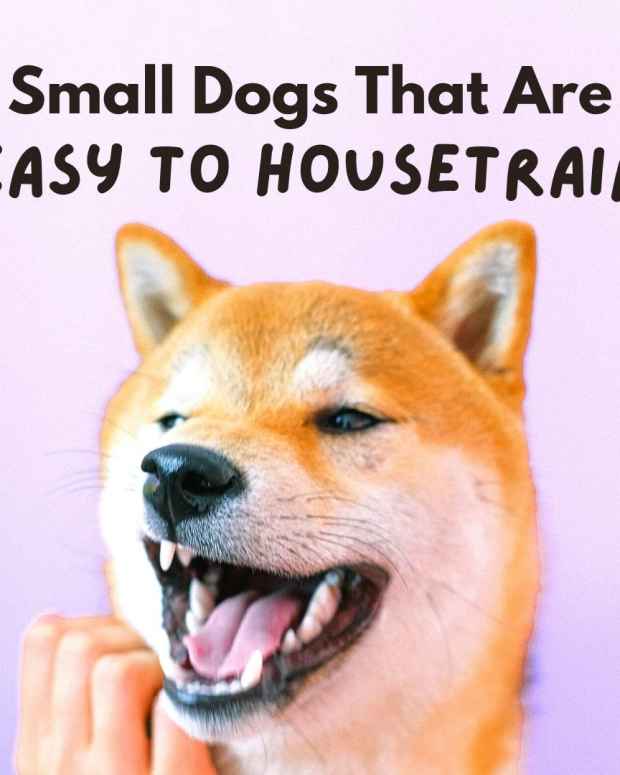 How to Help a Dog Produce More Milk for Her Puppies PetHelpful