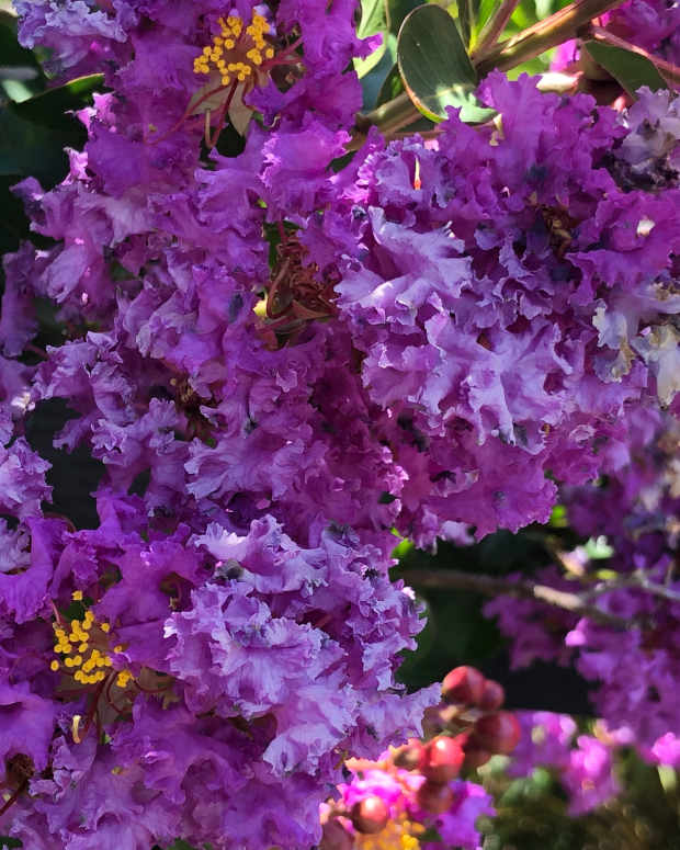 Why Do Lilacs Stop Blooming? Dengarden