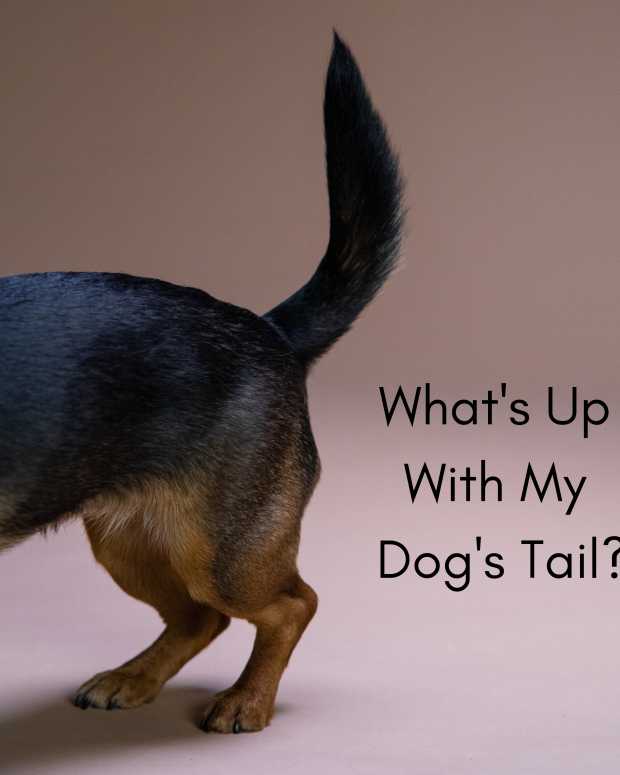 Why Does My Dog Sit Sideways? 5 Causes of "Sloppy Sits" in Dogs