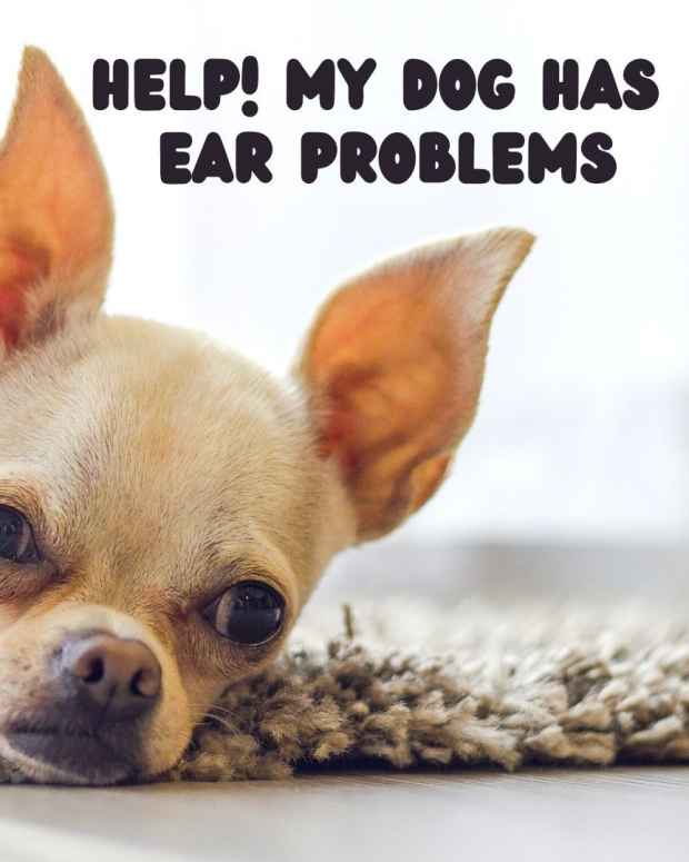 Why Is My Dog Losing Hair and What Should I Do About It? PetHelpful