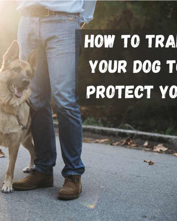 A Guide to Dog Behavior Modification Techniques and Terms PetHelpful