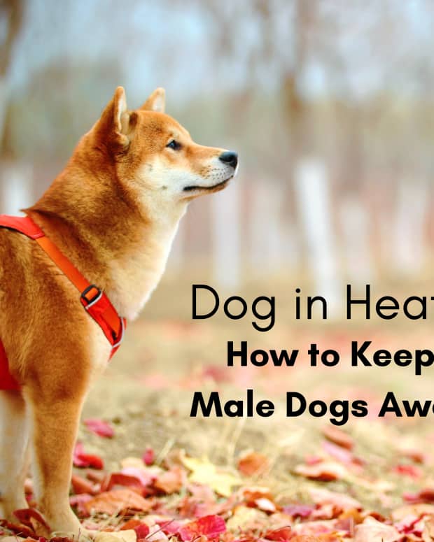 how-to-keep-male-dogs-away-from-females-in-heat