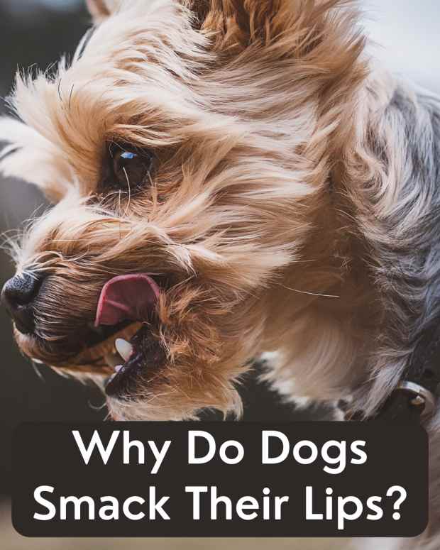 Why Does My Dog Attack My Vacuum? PetHelpful