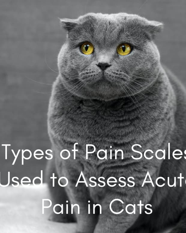 types-of-pain-scales-used-to-assess-pain-in-cats