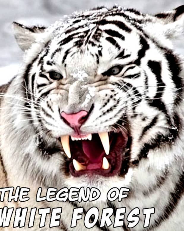 the-legend-of-white-forest-15