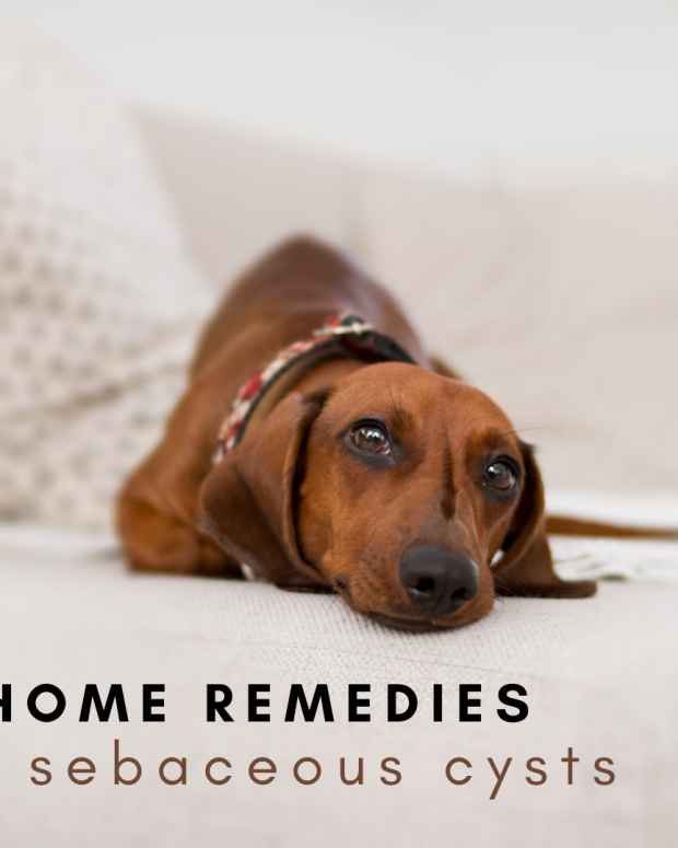 Home Remedies for Your Cat's Upset Stomach PetHelpful