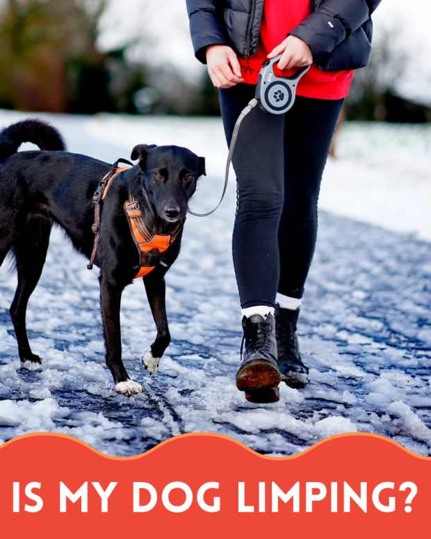 10 Causes of Dogs Vomiting Undigested Food PetHelpful