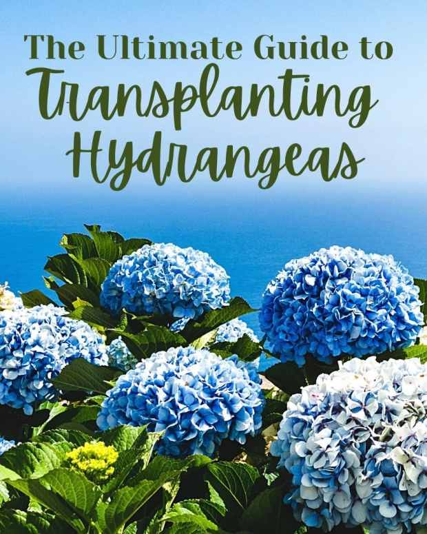 How to Plant and Grow Hydrangeas Dengarden