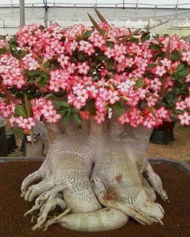 interesting-facts-about-the-desert-rose-plant