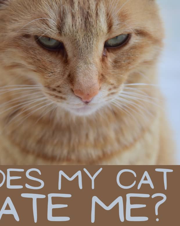 signs-your-cat-hates-you