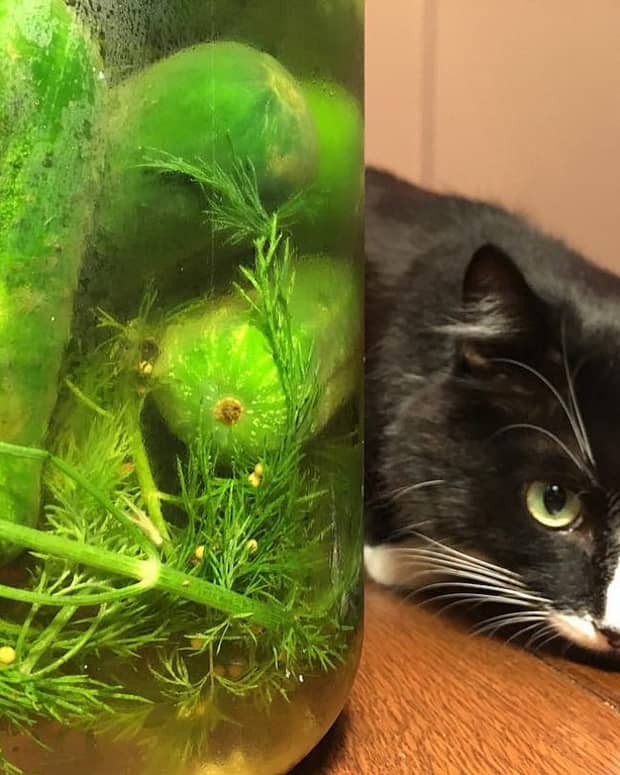 why-are-cats-afraid-of-cucumbers