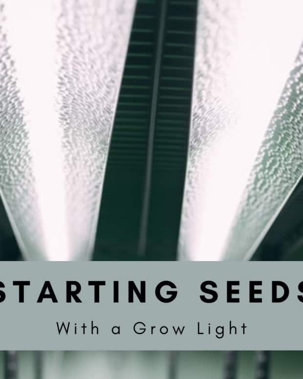 How to Grow an Indoor Garden Without Grow Lights Dengarden